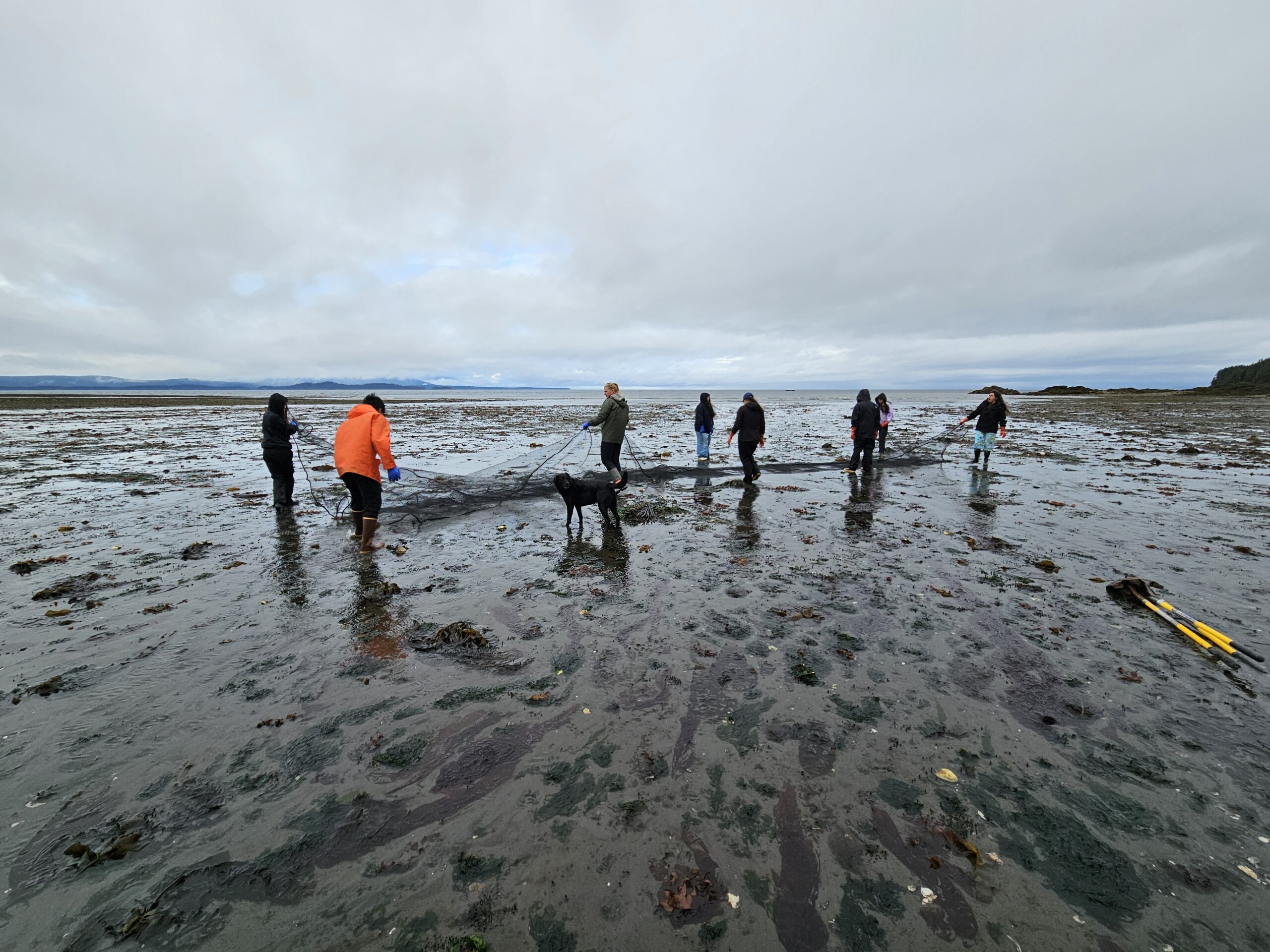 Group of people in the mudflats gardening shellfish