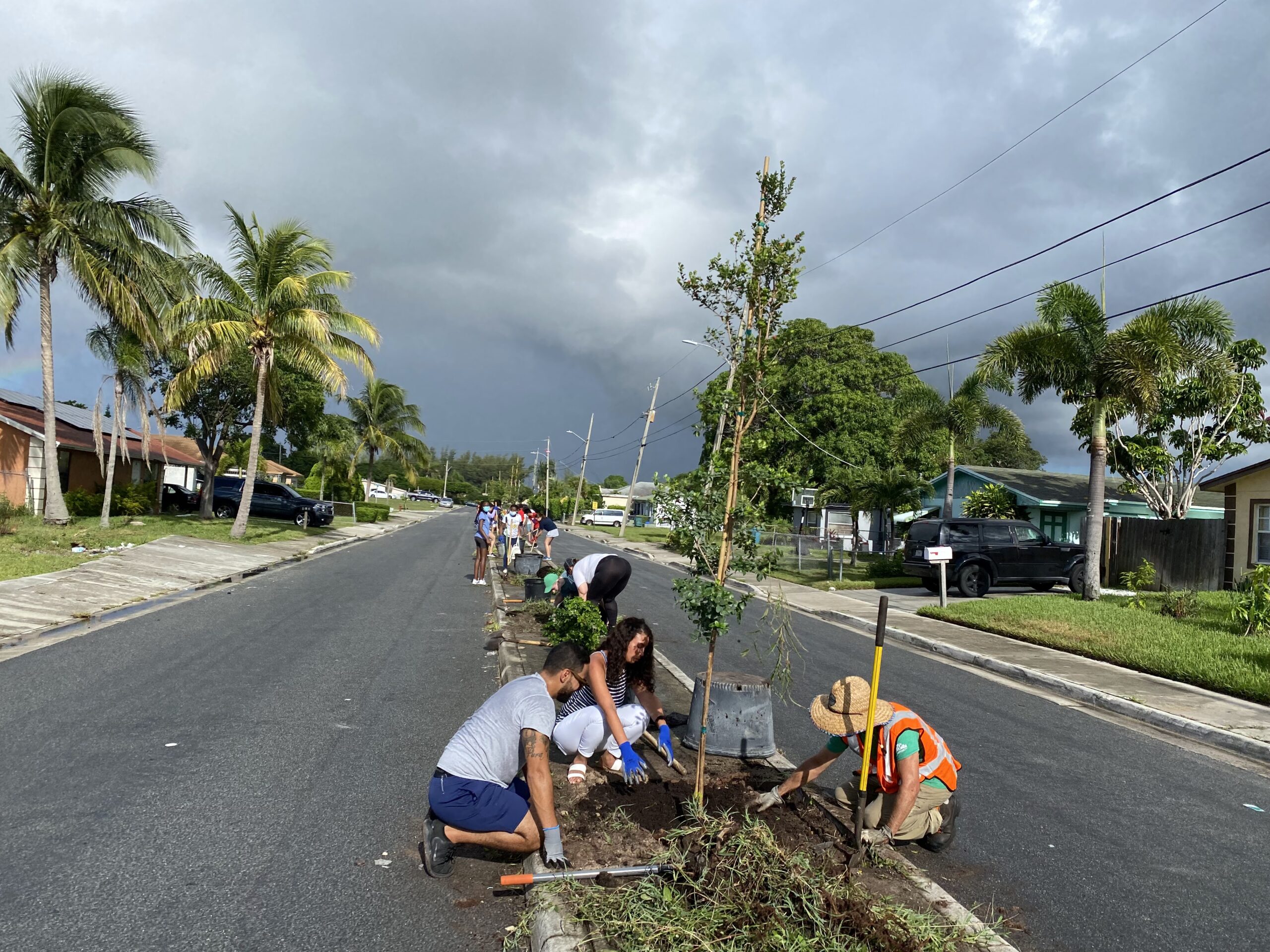 Group of people planting trees along an tropical urban roadway