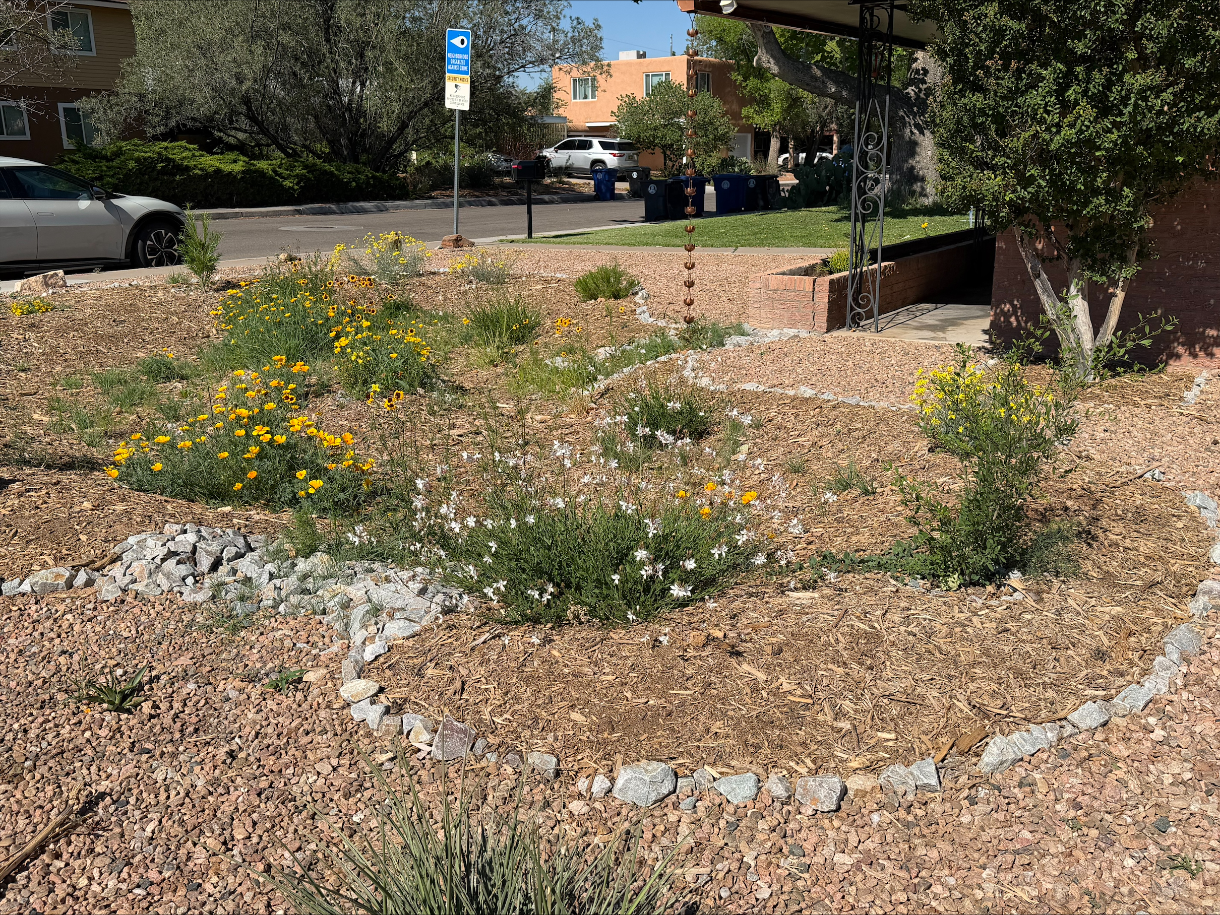 Rainwater garden with flowers and rocks.